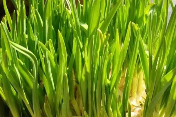 如何用土栽种蒜苗,养护的过程中需保证全天日照