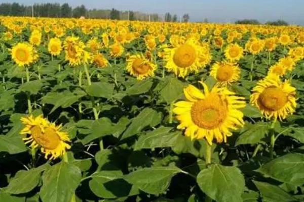 向日葵的种植方法,需要挑选饱满且大小均匀的种子