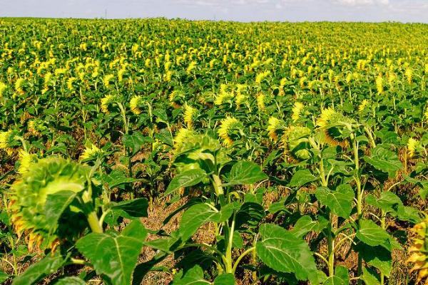 向日葵的种植方法,需要挑选饱满且大小均匀的种子