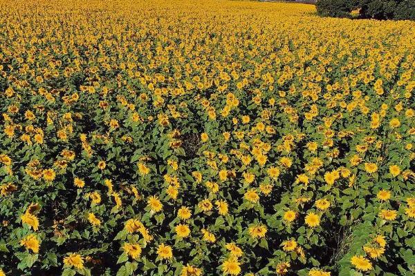 向日葵的种植方法,需要挑选饱满且大小均匀的种子