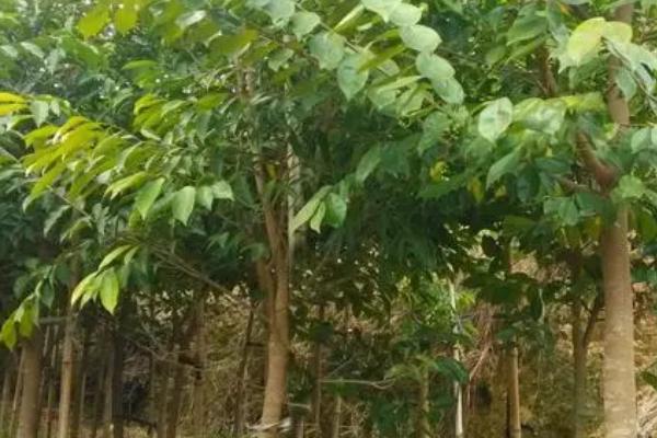 沉香树的栽培方法,一般在春季3-4月份种植