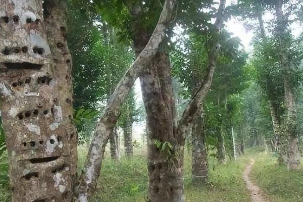 沉香树的栽培方法,一般在春季3-4月份种植