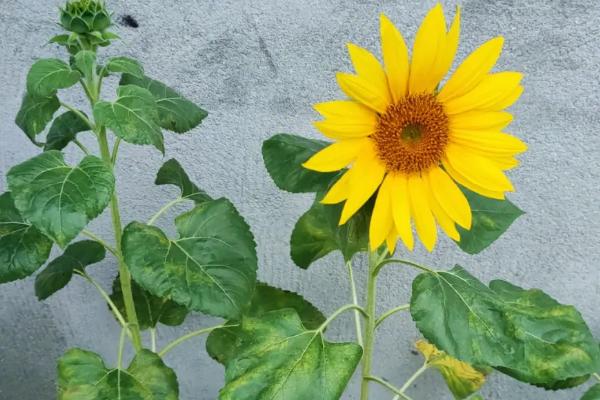 向日葵叶子变黄的原因,可能是缺少光照或浇水不当等