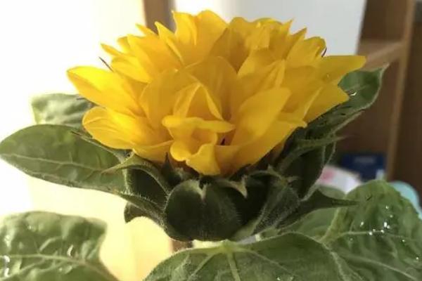 向日葵叶子变黄的原因,可能是缺少光照或浇水不当等