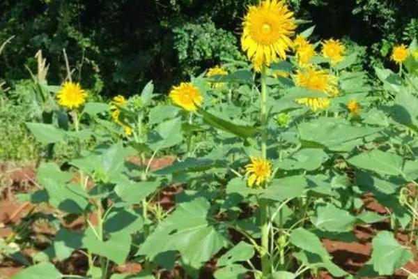 向日葵叶子变黄的原因,可能是缺少光照或浇水不当等