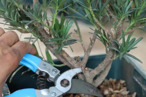 罗汉松几月份修剪,7-8月修剪最佳