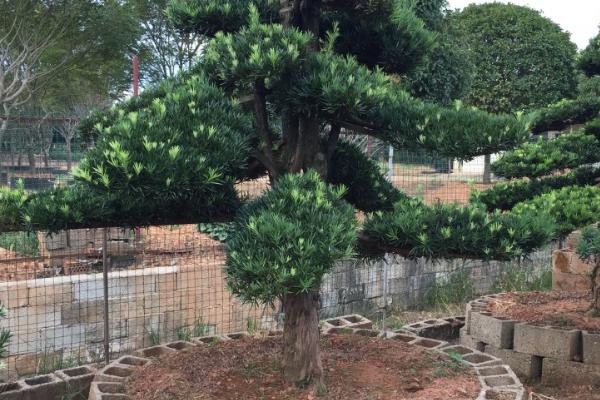 罗汉松几月份修剪,7-8月修剪最佳