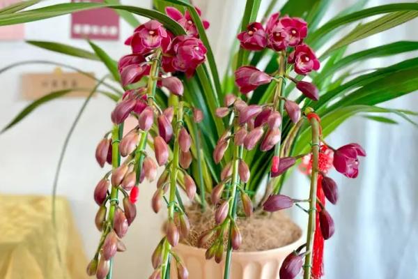 大花蕙兰怎么修剪枝叶,在每年的春夏秋三季进行