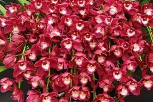 大花蕙兰怎么修剪枝叶,在每年的春夏秋三季进行