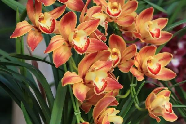 大花蕙兰怎么修剪枝叶,在每年的春夏秋三季进行