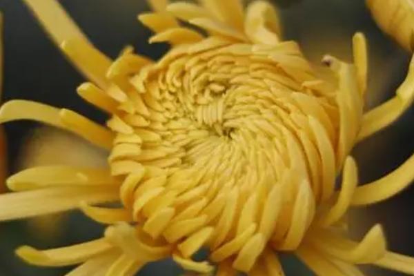 秋季有哪些花,常见的有菊花、桂花、荷花等