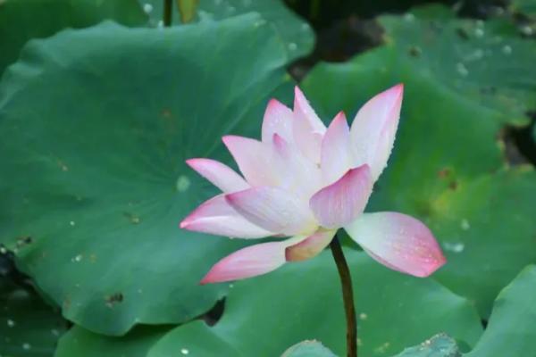 秋季有哪些花,常见的有菊花、桂花、荷花等