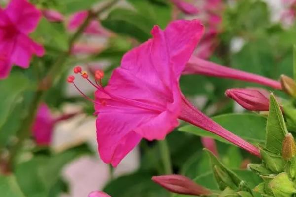 秋季有哪些花,常见的有菊花、桂花、荷花等