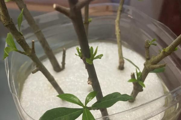 桅子花怎么扦插,可水插也可土插