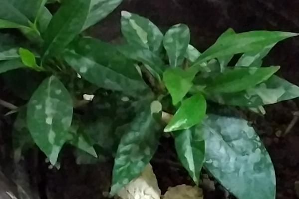 桅子花怎么扦插,可水插也可土插