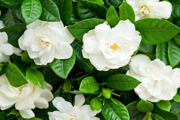 桅子花怎么扦插,可水插也可土插