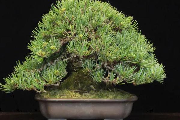 茶叶水可以浇什么植物,适合浇五针松、仙人掌、罗汉松等