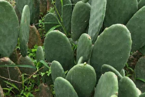 茶叶水可以浇什么植物,适合浇五针松、仙人掌、罗汉松等