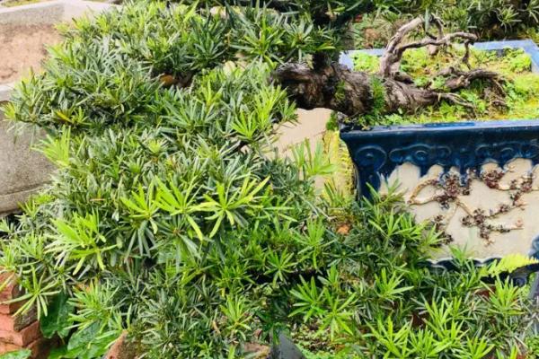 茶叶水可以浇什么植物,适合浇五针松、仙人掌、罗汉松等