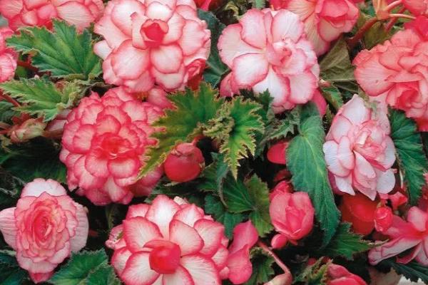 茶叶水可以浇什么植物,适合浇五针松、仙人掌、罗汉松等