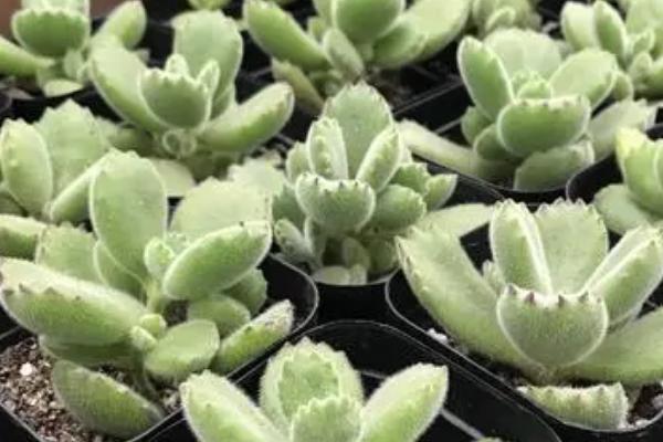 熊掌多肉怎么养殖,夏季要放在阴凉通风的环境中