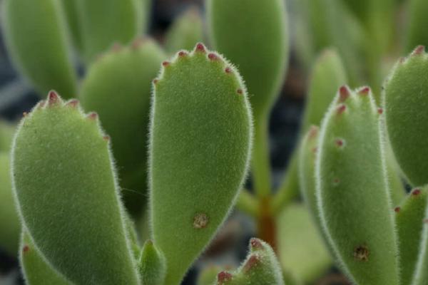 熊掌多肉怎么养殖,夏季要放在阴凉通风的环境中