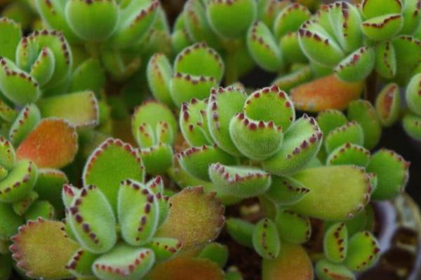 熊掌多肉怎么养殖,夏季要放在阴凉通风的环境中