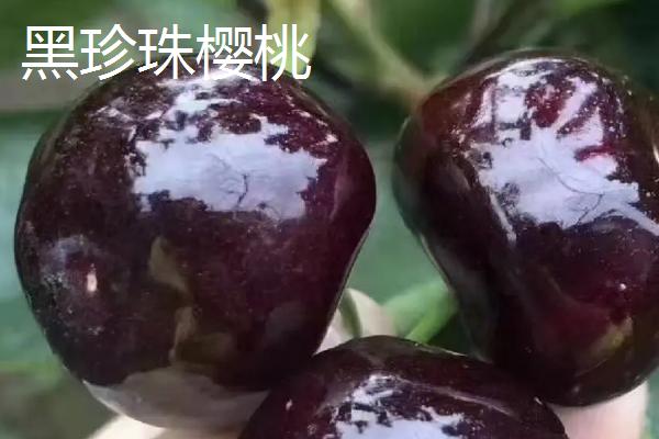 山东樱桃品种,以下5种较为常见
