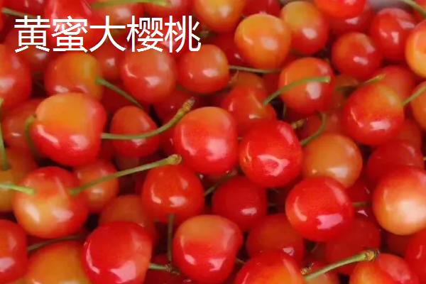 山东樱桃品种,以下5种较为常见