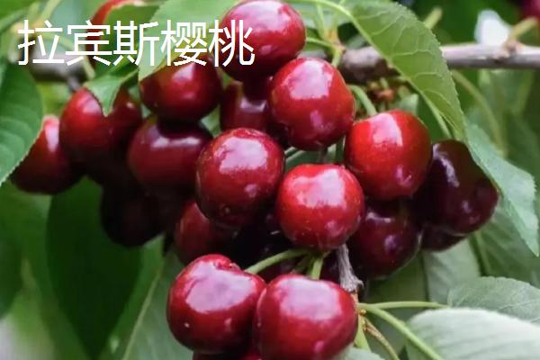 山东樱桃品种,以下5种较为常见