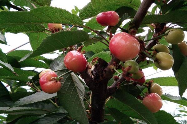 山东樱桃品种,以下5种较为常见