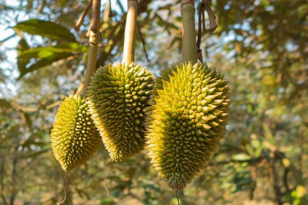 榴莲树的高度，可以达到25米