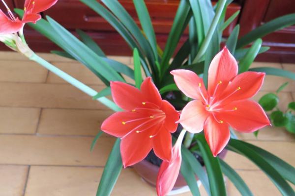 紫根兰有几种，只有一种