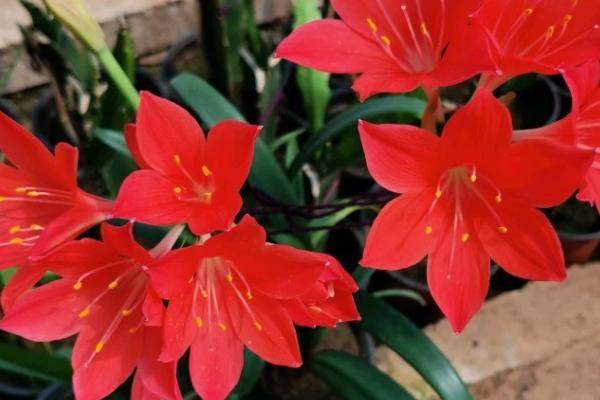 紫根兰有几种，只有一种