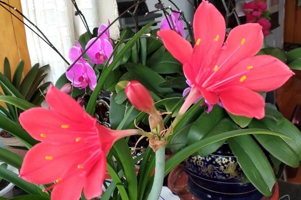 紫根兰有几种，只有一种