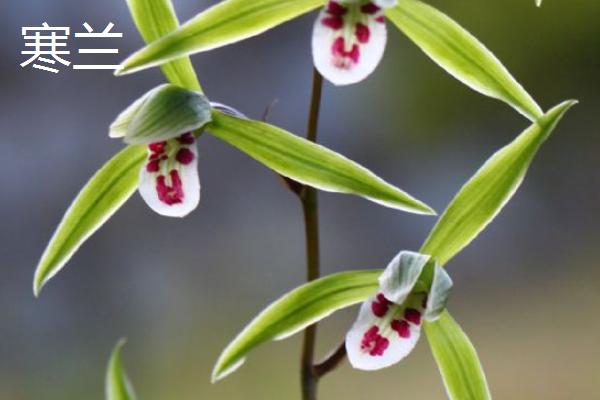 寒兰与建兰的区别,叶子、花期和鳞茎均不同