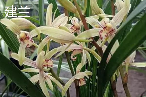 寒兰与建兰的区别,叶子、花期和鳞茎均不同