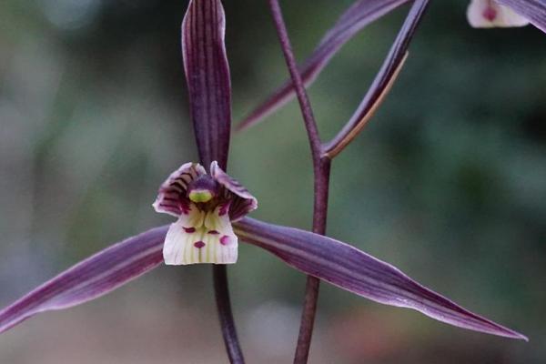 寒兰与建兰的区别,叶子、花期和鳞茎均不同