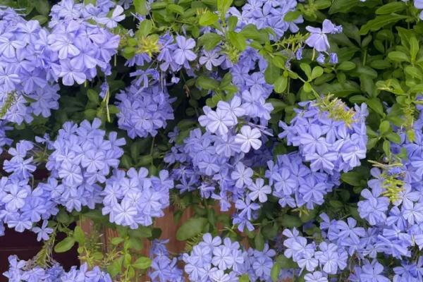 蓝雪花春天怎么修剪，主要针对细弱枝、病虫枝、老枝进行修剪