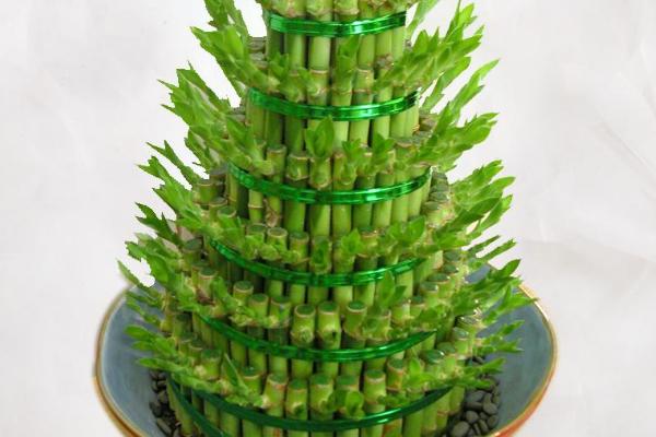 富贵竹叶子长斑点有什么可以去除，需找准原因