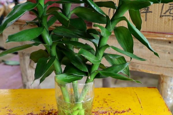 富贵竹叶子长斑点有什么可以去除，需找准原因