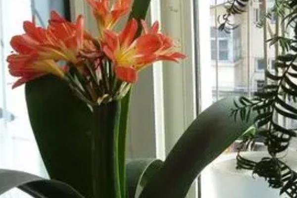 君子兰用松针可以养吗，可以用完全腐熟的松针养