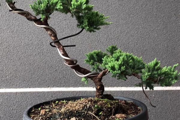 马尾松盆景养殖方法，生长期需为其提供均衡的氮磷钾肥