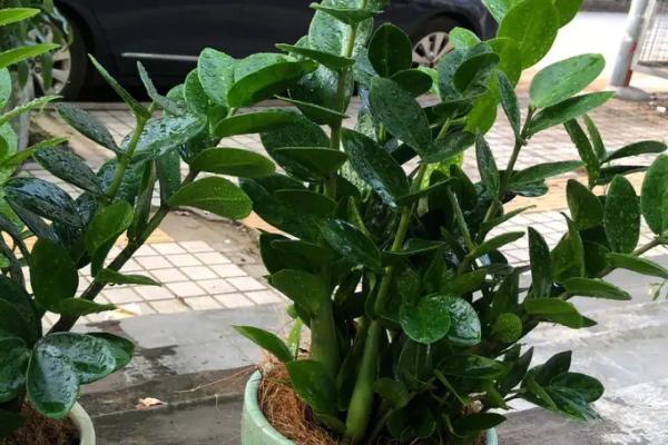 金钱树有毒吗，汁液中有一定的毒性