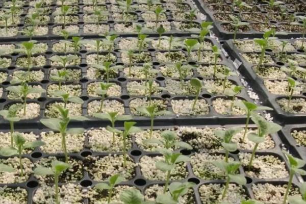 冬瓜催芽方法，播种前放在冷水浸泡半小时