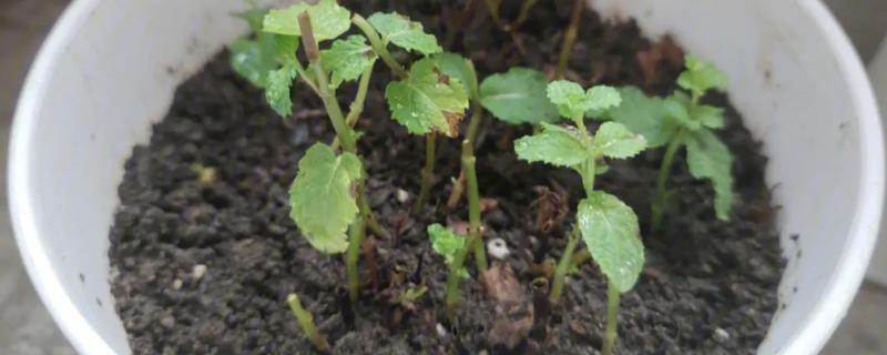 薄荷的根茎如何栽种，一般是采用扦插的方式栽种