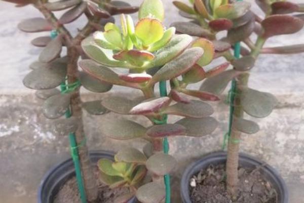 燕子掌的寓意，寓意吉祥如意