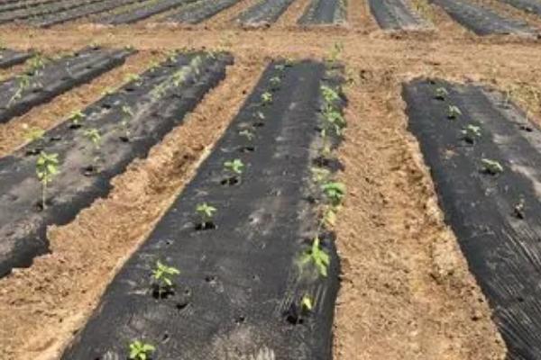 地膜覆盖栽培怎么提高作物产量，种植前要施足基肥