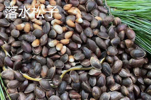 松子有哪些品种，包括巴西松子、东北松子、海松子等种类