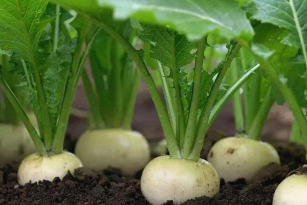 九月份种萝卜晚不晚，9月适合种萝卜